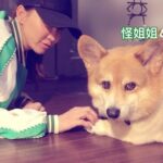 CoCo Lee Instagram - I thought I made a new friend while at dance rehearsal for “FANCY” but our conversation turned sour n he turned his ass on me 😛 只是想跟你做朋友.. 被拒絕的感覺不好受🙈 #好沒面子哦🤣 #被拒絕了 #狗狗不愛我了 #ilovedogs #corgi #doggie #toocool #fancy #dancerehearsal #dancelife #lovedancing #butneedworkonmyconversationskills