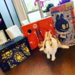 CoCo Lee Instagram – 祝大家中秋節快樂!
Happy mid autumn fest!!!! #rabbit #bunny #midautumnfestival #mooncake