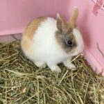 CoCo Lee Instagram – My little bunny Machi or should I call him HaMachi? 🐰🍣 #minirabbit #supercute