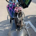Cody Renee Cameron Instagram - Just a couple of Ruff Riderz on Barkstagram! 🐶 @heyitschopper of the @ironponyshow made a new friend at @bikeshedmotoco today! #bikerdog #motorcycledog #bikeshed #simpsonhelmets #doggles #ironponyshow #sportster #harleydavidson