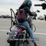 Cody Renee Cameron Instagram - Hi 👋 Don’t be rude, say it back! 🤩 Follow @ironponyshow for more doggo motorcycle adventures! 🐶 🏍️⚡️ Vid cred @jigger.la #motorcycledogs #bikerdogs #dogsofinstagram #dogsonbikes #doggles #dogsinbags #malibu