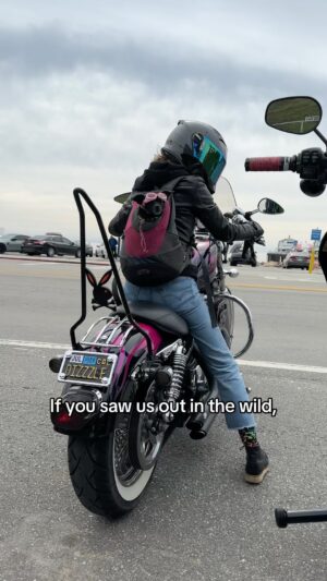Cody Renee Cameron Instagram - Hi 👋 Don’t be rude, say it back! 🤩

Follow @ironponyshow for more doggo motorcycle adventures! 🐶 🏍️⚡️
Vid cred @jigger.la 

#motorcycledogs #bikerdogs #dogsofinstagram #dogsonbikes #doggles #dogsinbags #malibu