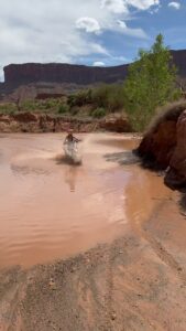 Cody Renee Cameron Instagram - Water, sand, dirt, mud, gravel, up, down, and all around! Had a blast exploring Moab on 2 wheels this weekend at @thedustylizard adventure bike camp out! Bike: @live100moto Event: @thedustylizard Host: @moskomoto Huge shoutout to @moskopete for creating an incredible event, @eat_sleep_moto_beer for coordinating, @live100moto for the bike rental, @_brandi_moya for inviting me, & @killaahhhh for being my ride or die trail goblin! Also thank you to the entire staff, catering, & all the attendees who shared advice, stories, & their energy with me ❤️⚡️This was one for the books! #dustylizard