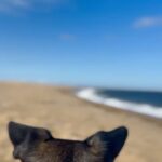 Conor Leslie Instagram - June Playlist: 1. Juno discovers ocean air for the first time 2. Roo returns to his Happy Place: the beach 3. Sounds from childhood 4. When New York looked like the set of Blade Runner 5. Zoinks 6. Sorry to get this stuck in your head for the rest of your day/night 7. I only own “funbrellas” 8. If my brain had a title 9. The night I ate 5 slices of pizza 10. 1:57 pm scribbles