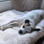 Conor Leslie Instagram - this pure lil’ soul just enjoying his sunday🤍