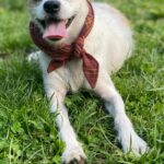 Conor Leslie Instagram - Winter is over and Spring is here. No matter what’s going on in the/your world, let this video of a dog who’s only focus is absolute abundant joy at the simple fact that it’s spring and not winter, warm your day. And maybe give you a laugh at the end because Roo is genuinely just out here living his best happy day life. Amongst the fallen flowers taking care of business without a care in the world 🌸