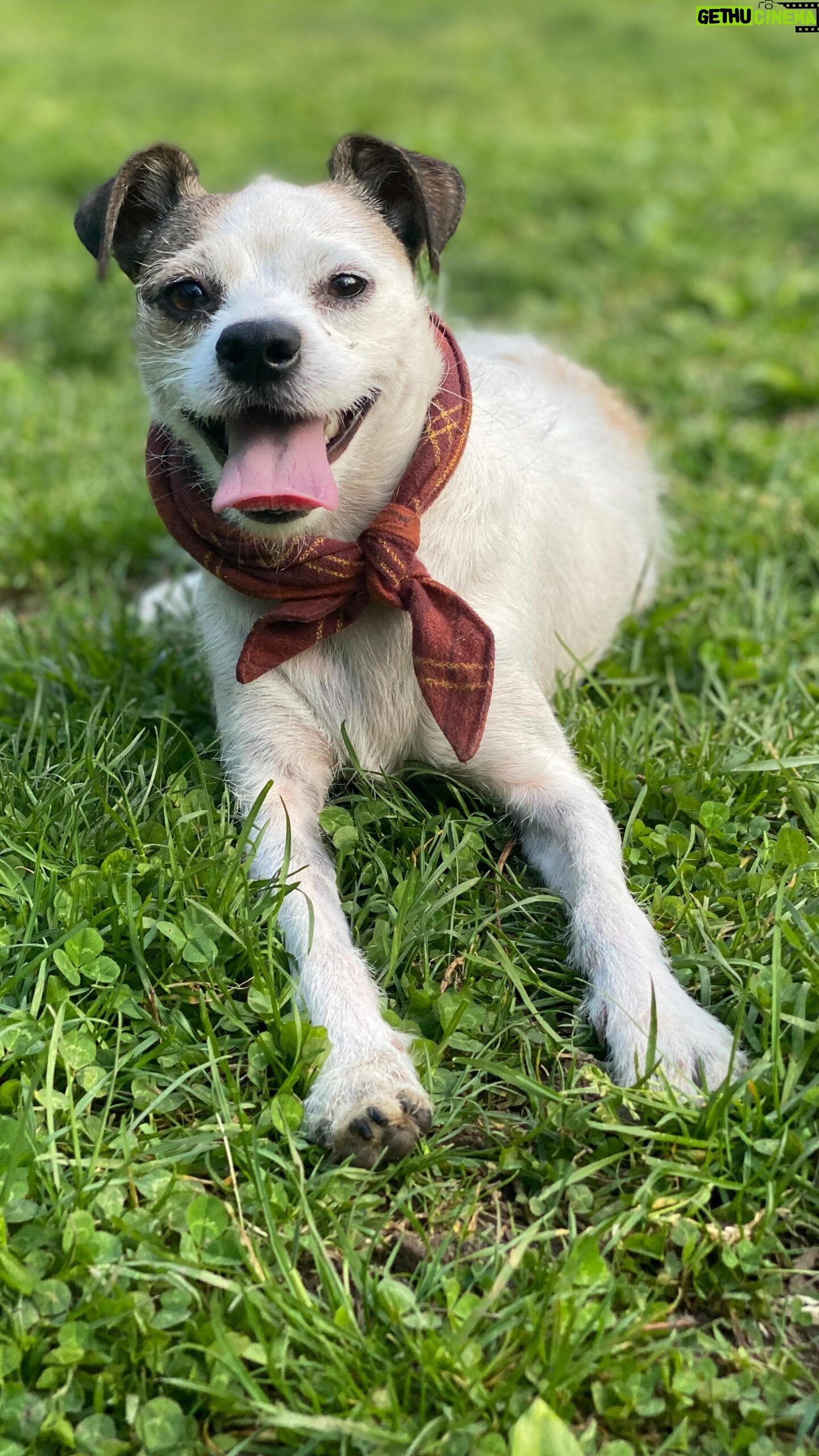 Conor Leslie Instagram - Winter is over and Spring is here. No matter what’s going on in the/your world, let this video of a dog who’s only focus is absolute abundant joy at the simple fact that it’s spring and not winter, warm your day. And maybe give you a laugh at the end because Roo is genuinely just out here living his best happy day life. Amongst the fallen flowers taking care of business without a care in the world 🌸