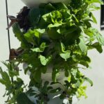 Constance Zimmer Instagram - Happily harvested heaps of Arugula!! Look at the size of these leaves!! Truly impressed with @lettucegrow! #notanad #tuesday