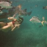Courtney Eaton Instagram - Shark bait