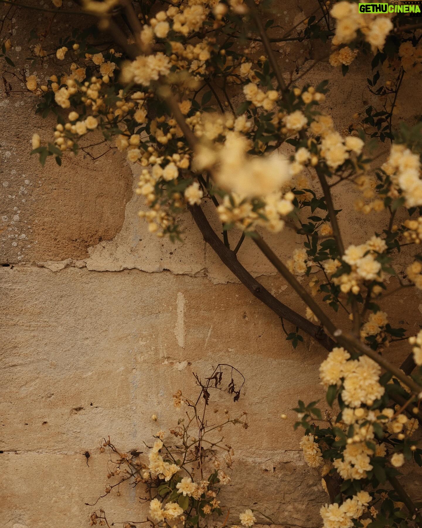 Courtney Halverson Instagram - Meet me under the flowers 🌿 We’ll whisper secrets that only the bees will hear, we’ll decorate our hair with flowers, and cover our shoulders in fallen petals, we’ll talk of spring and longer days, and let a lazy afternoon fade softly into sunset as the bees trade places with fireflies. a little ode to spring that I wrote . . . . #romanticstyle #flowercovered #feminineenergy #gardenoftime #metgala2024 #lestyleàlafrançaise wearing a yellow lace dress from @shopdoen at @chateau_marcellus