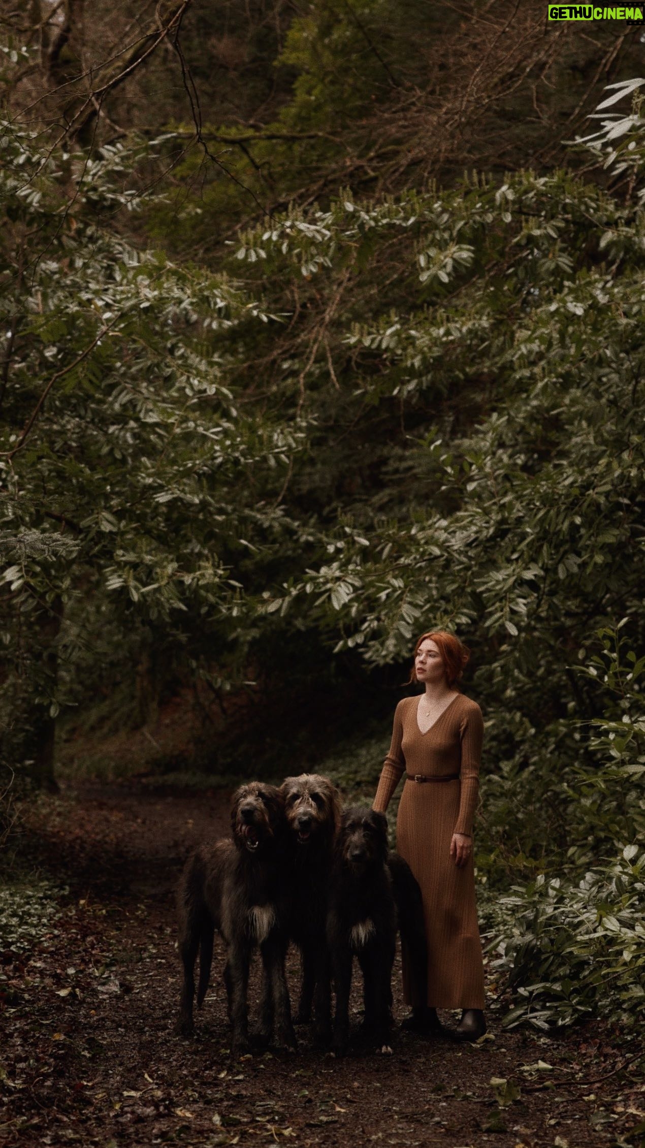 Courtney Halverson Instagram - The huntsman was no match for the girl & her pack of wolfhounds. 🐺🧺🥀 Got to live out my fantasy of running with the wolves (so to speak) with this lovely pack of Irish Wolfhounds. When I saw that @ashfordcastle had an option to “take a morning walk on our grounds with a pack of wolfhounds” I naturally leapt at the chance. They are curious, independent, and (in the case of humans) quite gentle. I may not get to hold a lamb on this trip to Ireland but this was just as lovely albeit in a far different way. ps : a big thank you to @krystal_bick who came up with the plot here to turn this into a dark retelling of Little Red Riding Hood, in which she never really was in distress, and the Huntsman never stood a chance. . . . #romanticstyle #feminineenergy #littleredridinghood #cinematic #irishwolfhound | wearing a sweater dress by @bananarepublic