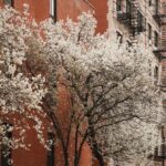 Courtney Halverson Instagram - Please consider this my love letter to spring in NYC. This is only my third spring since swapping California for the east coast and in many ways it feels like the third spring I’ve ever experienced in my life. The way the flowers appeared on the trees right when it felt like I needed them most; right when I very nearly doubted that spring would ever return after the slow down of winter. The trees and the flowers and the taxis and the birds and the neighborhoods - all of it a beautiful jumble together that I very much missed. Have you visited NYC in the spring? And did you fall in love with it too? 🚕 . . . Wearing head to toe @sezane as captured by @krystal_bick | #feminineenergy #sezane #nycspring #romanticstyle #cinematicmoment