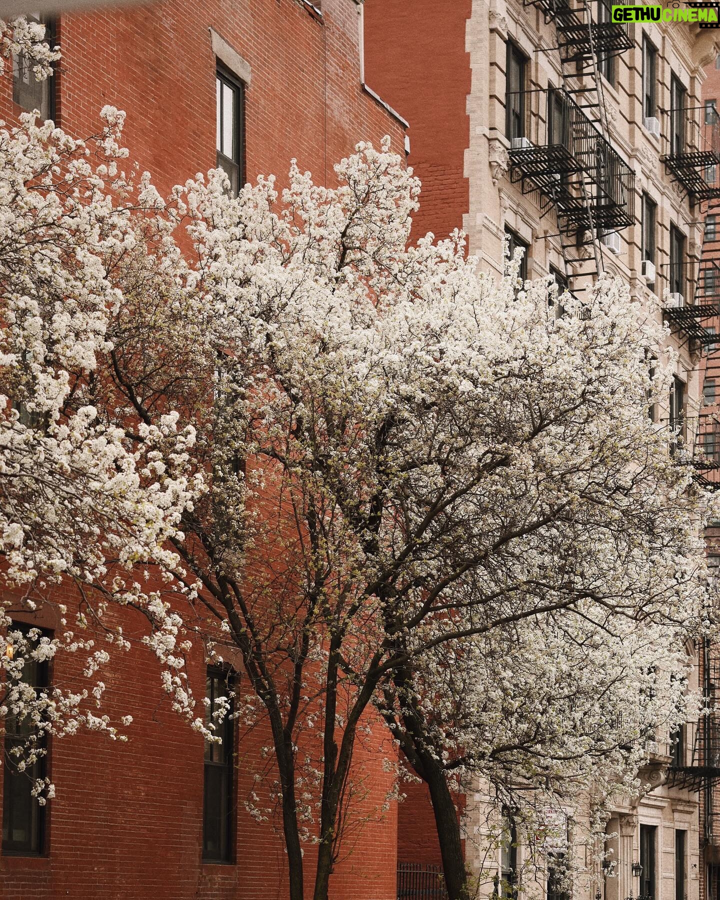 Courtney Halverson Instagram - Please consider this my love letter to spring in NYC. This is only my third spring since swapping California for the east coast and in many ways it feels like the third spring I’ve ever experienced in my life. The way the flowers appeared on the trees right when it felt like I needed them most; right when I very nearly doubted that spring would ever return after the slow down of winter. The trees and the flowers and the taxis and the birds and the neighborhoods - all of it a beautiful jumble together that I very much missed. Have you visited NYC in the spring? And did you fall in love with it too? 🚕 . . . Wearing head to toe @sezane as captured by @krystal_bick | #feminineenergy #sezane #nycspring #romanticstyle #cinematicmoment