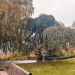 Courtney Hope Instagram – Portland: you were spooky, serene and soul enriching 🍁

Also: comment when you see it 👴🏼🌳😍 #thewisdomtree