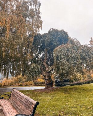 Courtney Hope Instagram - Portland: you were spooky, serene and soul enriching 🍁

Also: comment when you see it 👴🏼🌳😍 #thewisdomtree