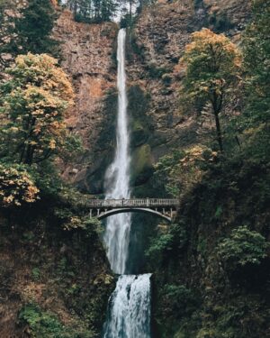 Courtney Hope Instagram - Portland: you were spooky, serene and soul enriching 🍁

Also: comment when you see it 👴🏼🌳😍 #thewisdomtree