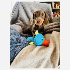 Cressida Bonas Instagram - This is our new little friend Budgie Bear. She’s a brown ball of love and cosiness... has the kindest of eyes... is brave as a lion... wants to hug and kiss all day long... is a little manipulative... thinks she’s bigger than she is... has dinosaur paws ... and we love her too much already 🥰