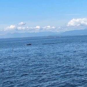 Cristina Saavedra Instagram - Anda mi alma intentando reconciliarse con la vida. Anda la vida poniendo todo de su parte para que lo haga. Momentos hermosos. Merci. Thx. Ballenas 🐋🩵 Mi verano del ‘23
Canadá