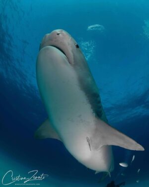 Cristina Zenato Instagram - JAWS the movie: can we give it a rest?
With a lifetime dedicated to working with sharks, sooner or later, the conversation falls on JAWS. Not only has it caused damage to the reputation of sharks, but it has also caused physical damage to the shark populations after it was released. 
I do not deny that the following hysteria was caused and stirred to high levels by the motion picture. Still, the more I hear about it, the more I disagree with these thoughts. The fact is that poor Mr. Benchley didn’t even make the movie; he wrote a novel in 1974, directed by Steven Spielberg, and the Jaws movie, released in June 1975.
The movie and the novel are works of fiction and fantasy and very well done for that time. Neither Peter Benchley nor Stephen Spielberg created a documentary nor advertised it as such.
So, why do “Jaws” still affects people after so many decades? 
The response is in the people, not the movie. 
The focus needs to shift from the sharks to us.
Jaws taps into the fear of the unknown and the sense of powerlessness towards the oceans. As humans, we are used to conquering and transforming our environments. There is nothing we can use in the water to our advantage; the shark becomes the symbol of our incapability and the target of our fear, triggered by the lack of control. 
The description of a shark’s behavior enters the anthropomorphic interpretation of animal behavior. We project our feelings and actions onto an animal so distinctively different from us. We cannot compare sharks’ emotional range to humans or other mammals. Simply put, sharks do not have a mean demeanor.
The root of the word ignorance comes from the Latin “ignoratio,” which means without knowledge. In that sense, we are ignorant of their world and lives and remain afraid of what we do not understand.
The only power that Jaws had and has is the one the individuals give to it. 
The true answer to resolving it is learning about sharks, the wide variety of shark species and behaviors, and how rare it is to experience a negative encounter between sharks and humans.

@isotta_underwater_housings @waterproofinternational @scubapro @peopleofthewater