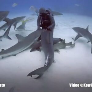 Cristina Zenato Instagram - 🌊💪 Kicking off #InternationalWomensDay by shining a spotlight on the incredible @cristinazenato! 🦈 Known for her groundbreaking work with sharks, Cristina has spent 27 years building trust and understanding with the majestic Caribbean Reef sharks off Grand Bahama Island.

Through careful study and patience, Cristina has formed a unique bond with these creatures, offering them safety by removing fishing hooks from their mouths with gentle care. Perhaps as a way to thank her the sharks stick around for a little petting session. Her approach is built on respect and empathy, never forcing herself upon them but earning their trust day by day.

As Cristina shares, her work isn’t just about saving individual sharks—it’s about inspiring a global movement to protect these vital ocean guardians. Her dedication reminds us that investing in women like Cristina means investing in a brighter, more sustainable future for all.

Join us in honoring Cristina’s extraordinary efforts this #InternationalWomensDay! 🌟 #SaveSharks #SharkConservation #EmpowerWomen” 🌊💙