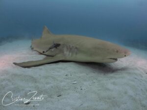 Cristina Zenato Instagram - I watched for the 1000s time these different species of sharks, some considered “dangerous” or even “aggressive,” a word I do not like to use to describe animals, sharing their space with our small group of divers during our liveaboard experience. 
Although I have been here many times before, I have seen all of this unfolding over and over; my brain could not stop going back to the negative push that sometimes organized shark dives receive, mainly from those who have never been on one and do not understand sharks and their behavior.
I watched Tiger sharks mixing with Bulls, Lemons, and the Caribbean, all cruising in front, around, and behind each other and our divers, and once again wished that everyone could watch this, realize the reality of sharing the space with sharks, and how with knowledge and understanding it is possible to learn more, love more and ultimately protect more. 
Images taken by me yesterday during one dive:
Bull Shark, Carcharhinus leucas
Lemon Shark, Negaprion brevirostris
Tiger Shark, Galeocerdo cuvier
Tiger sharks swimming over divers
Lemon shark resting in between divers 
With @kewinlorenzen on board @shark_explorers for our liveaboard trip to learn more about the sharks in The Bahamas. 
@isotta_underwater_housings @waterproofinternational @scubapro @fourthelementdive