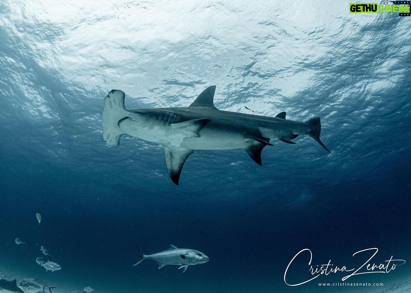 Cristina Zenato - 1.1K Likes - The shark approached slowly, gently gliding over my back, slightly hidden by the morning light shining through the water. Her belly was skillfully blended by millions of years of evolution as I looked up.
I took a quick image and lowered the camera; I have been here before and seen them many times, but, for a moment, their stories passed through my eyes.
I saw an ocean teaming with bountiful sharks, fish, creatures; I saw a world that belonged to them for much longer than we can record in our books and imagine in our studies.
In her movement I read the story of an ocean that never included us, yet so necessary for our survival on this planet.
I watched as she swam away, never coming closer, and sent with her a wish that we see and understand her value and of all of the others, that we will change our ways, we will pause to let them tell us their stories, before it’s too late and we cannot record.
Extinction is forever.
Image with @isotta_underwater_housings on @shark_explorers for the liveaboard educational trip @kewinlorenzen and I organize several times per year.
@waterproofinternational @scubapro @fourthelementdive @diveshearwater @peopleofthewater