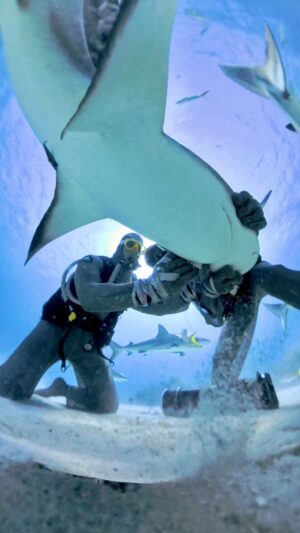 Cristina Zenato Instagram - OMG, HET IS GELUKT! 💙🦈 Wat een ontzettend bijzondere en unieke ervaring om samen met @cristinazenato een vishaak uit de bek van deze Caribische rifhaai te verwijderen… Het was extra speciaal en bijzonder omdat de haai, een groot vrouwtje, zélf naar ons toe kwam voor hulp!! 🥹 Ze bleef maar terugkomen terwijl wij keer op keer probeerden om die haak uit haar bek te halen. We hebben het misschien wel tien keer geprobeerd gedurende drie verschillende duiken, het is namelijk écht NIET makkelijk!! En na elke poging zwom ze een klein rondje en kwam vervolgens weer naar ons toe. Ze had makkelijk weg kunnen zwemmen, maar ze wist écht dat we haar probeerden te helpen!! En ze wilde dus écht door ons geholpen worden 🫶🏼💙 En vergeet niet, dit is (natuurlijk) een volledig wild dier, hoe bizar is dat? Haaien zijn ZOVEEL intelligenter dan veel mensen denken. En ik ben zo blij dat het uiteindelijk is gelukt!! Veel pogingen mislukten. Als laatste redmiddel heb ik de vishaak juist een stukje doorgeduwd, zodat een klein stukje uitstak aan de buitenkant van haar bek. Daar kon ik vervolgens een metalen ring aan vasthaken, en omdat de haai daarna met volle kracht probeerde los te komen, kwam daar zoveel kracht op te staan dat de haak in één keer uit haar bek schoot. Van die gore haak is ze in elk geval nu af. Laten we hopen dat ze geen nieuwe oploopt. En MEGA veel respect voor @cristinazenato en het geweldige werk dat ze doet. Wat een fantastische vrouw!! Ze vertelde trouwens ook dat wij de eerste filmploeg zijn die dit succesvol hebben weten te filmen, en ze heeft er echt heel veel op bezoek gehad de afgelopen 30 jaar… En dat is dan natuurlijk weer te danken aan cameraman Lange Ivo 😎 @cameraivo Het was namelijk ALLESBEHALVE makkelijk (hij had natuurlijk ook zo’n zwaar chainmail pak aan)…. Eind goed al goed….. MISSIE GESLAAGD!!! ✅🥳

#voorjou #foryou #sharks #viral