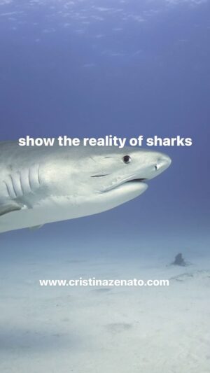 Cristina Zenato Instagram - In our small world of shark lovers we do not realize how much the word Shark creates a fearful reaction in most of the public. 
And even when we post videos of our time with different species, showing how they swim among us and interact with us we are still met with incredulity. 
One of the hardest jobs for me is to make people understand that  what we experience is the reality of diving with sharks, not what is created by an imagination fueled by incorrect and hyped up information.

Join @kewinlorenzen and I on our liveaboard trips to learn more about sharks, dive with them, experience their presence and surface with a new understanding of the word “shark”
Each trip we take only six guests for a private and dedicated experience; filled with lots of different dives and encounters with up to seven species of sharks, we talk sharks, conservation and while I provide educational presentations, Kewin captures images and videos of our experiences above and below the water, we send at the end of the trip. 
Only a few spots left for 2024 and 2025.
2024 at $5714 per person
January 16-26 one male spot left
March 1-11 one female and one male spots left (separate cabins)
November 17-27 (fully booked)
For 2025 at $5924 per person
January 22 -February 12 spots (1 cabin)
February 4th - 14th (fully booked)
November 14th - 24th(fully booked)
For more details contact info@cristinazenato.com

Video of our dives and encounters with tiger sharks yesterday, November 7th 2023on board @shark_explorers 
@isotta_underwater_housings @waterproofinternational