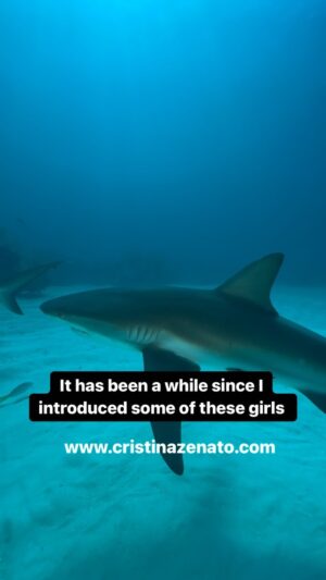 Cristina Zenato Instagram - It has been a while since we mentioned some of the girls (Caribbean Reef Sharks) present on the site.
Some of the old guard are gone, some are still here. 
In total we have twelve girls, one boy (new) and one nurse shark (male.)
In this video Nacho, six years on the site, named after the notch on her dorsal fin and a nacho size marking on her body, Hook, currently the longest resident with Crook at 13 years of presence, named after the hook shape of her bottom dorsal fin and Peggy, five years on the site, missing a small part of her left pectoral fin, peg-Peggy.
Filmed at Shark Junction, Grand Bahama where we dive and operate with this special shiver of gorgeous ladies.
@neptunic_com @waterproofinternational