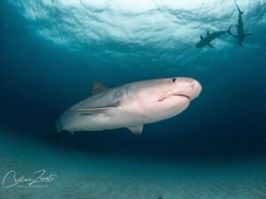 Cristina Zenato Instagram - I watched for the 1000s time these different species of sharks, some considered “dangerous” or even “aggressive,” a word I do not like to use to describe animals, sharing their space with our small group of divers during our liveaboard experience. 
Although I have been here many times before, I have seen all of this unfolding over and over; my brain could not stop going back to the negative push that sometimes organized shark dives receive, mainly from those who have never been on one and do not understand sharks and their behavior.
I watched Tiger sharks mixing with Bulls, Lemons, and the Caribbean, all cruising in front, around, and behind each other and our divers, and once again wished that everyone could watch this, realize the reality of sharing the space with sharks, and how with knowledge and understanding it is possible to learn more, love more and ultimately protect more. 
Images taken by me yesterday during one dive:
Bull Shark, Carcharhinus leucas
Lemon Shark, Negaprion brevirostris
Tiger Shark, Galeocerdo cuvier
Tiger sharks swimming over divers
Lemon shark resting in between divers 
With @kewinlorenzen on board @shark_explorers for our liveaboard trip to learn more about the sharks in The Bahamas. 
@isotta_underwater_housings @waterproofinternational @scubapro @fourthelementdive