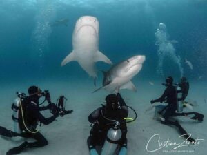 Cristina Zenato Instagram - I watched for the 1000s time these different species of sharks, some considered “dangerous” or even “aggressive,” a word I do not like to use to describe animals, sharing their space with our small group of divers during our liveaboard experience. 
Although I have been here many times before, I have seen all of this unfolding over and over; my brain could not stop going back to the negative push that sometimes organized shark dives receive, mainly from those who have never been on one and do not understand sharks and their behavior.
I watched Tiger sharks mixing with Bulls, Lemons, and the Caribbean, all cruising in front, around, and behind each other and our divers, and once again wished that everyone could watch this, realize the reality of sharing the space with sharks, and how with knowledge and understanding it is possible to learn more, love more and ultimately protect more. 
Images taken by me yesterday during one dive:
Bull Shark, Carcharhinus leucas
Lemon Shark, Negaprion brevirostris
Tiger Shark, Galeocerdo cuvier
Tiger sharks swimming over divers
Lemon shark resting in between divers 
With @kewinlorenzen on board @shark_explorers for our liveaboard trip to learn more about the sharks in The Bahamas. 
@isotta_underwater_housings @waterproofinternational @scubapro @fourthelementdive