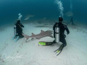 Cristina Zenato Instagram - I watched for the 1000s time these different species of sharks, some considered “dangerous” or even “aggressive,” a word I do not like to use to describe animals, sharing their space with our small group of divers during our liveaboard experience. 
Although I have been here many times before, I have seen all of this unfolding over and over; my brain could not stop going back to the negative push that sometimes organized shark dives receive, mainly from those who have never been on one and do not understand sharks and their behavior.
I watched Tiger sharks mixing with Bulls, Lemons, and the Caribbean, all cruising in front, around, and behind each other and our divers, and once again wished that everyone could watch this, realize the reality of sharing the space with sharks, and how with knowledge and understanding it is possible to learn more, love more and ultimately protect more. 
Images taken by me yesterday during one dive:
Bull Shark, Carcharhinus leucas
Lemon Shark, Negaprion brevirostris
Tiger Shark, Galeocerdo cuvier
Tiger sharks swimming over divers
Lemon shark resting in between divers 
With @kewinlorenzen on board @shark_explorers for our liveaboard trip to learn more about the sharks in The Bahamas. 
@isotta_underwater_housings @waterproofinternational @scubapro @fourthelementdive