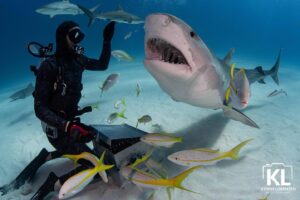 Cristina Zenato Instagram - Of the many arguments around shark diving tourism is that we should leave sharks alone. It is a great concept and one I would wholeheartedly agree with. If a healthy population of sharks existed, we would see sharks everywhere. Unfortunately, our presence on this planet and the changes we have caused since the industrial revolution have put tremendous pressure on the oceans, including sharks. 
Most sharks present a combination of slow growth and late sexual maturity, long gestation periods and small litters. Combining these elements doesn’t allow sharks to compensate for the pressure posed by modern fishing. The high demand for shark fin soup and by-catch has put a strain on populations worldwide, bringing many species on the verge of extinction. 
Sharks are a vital component in the food web; as an apex predator and mesopredator. Healthy and protected populations of sharks guarantee balanced eco-systems. Sharks play an essential role in maintaining an equilibrium between the species on the food web. They act as ocean cleaners and remove weak, sick, and dead creatures. By keeping control over the number of individuals per species, they maintain coral reef and seagrass habitats, contributing to a broader diversity and concentration of individuals. 
Shark tourism is a viable solution to shark conservation through economic benefits. 
Governments, such as The Bahamas, Palau, and Fiji, have realized the economic and natural advantages of promoting shark tourism and protecting sharks. The Bahamas register an average annual 113.8 million dollars in revenue in shark tourism, 109.4 million directly from shark diving. 
These numbers exclude the extra income produced by the additional activities conducted both by the divers and the traveling partners during a single stay in the Country for shark diving.
Shark Diving Tourism is currently beneficial to both sharks and the local economies; however, like anything else, it needs to be conducted with consideration for the people involved, the people who might visit the area before or after and the sharks themselves. But these points are for the next post!
📸 by @kewinlorenzen during our CZKL liveaboard trip