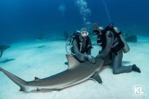 Cristina Zenato Instagram - When you love someone deeply, you want the world to know about them and feel like you do. 
The best way for me to share my love for sharks is to share it through direct introduction and contact.
Every time, no matter how often I can introduce someone to my particular shiver of Caribbean Reef shark girls, I see the change in the person, a new connection, and a new understanding. 
I have been doing this for the last thirty years, and I have touched something more profound and different. Doing so has created a new ambassador, a new voice for the sharks. It is a voice adding to the chorus of those of us invested in the ocean, especially shark conservation. 

Image by @kewinlorenzen during one of my most recent shark courses.
For more details visit https://cristinazenato.com/courses/
@neptunic_com @isotta_underwater_housings