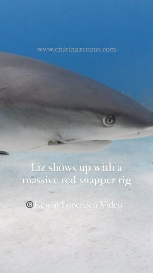 Cristina Zenato Instagram - Day 10 Question 10
It was only fitting to end the series of ten questions over ten days with the other most asked question about sharks: how to help them.
I removed this red snapper rig from Liz on Sunday. I had not seen Liz for a while. When she showed up, she was beaten up, cut and shredded, and emaciated. Luckily, I was able to remove it in one attempt, and Liz is already doing better.
Removing hooks from sharks is only sometimes possible, and it’s not something we should try to do every time we see one with them; I sure don’t.
Below are a few ideas to help sharks, including preventing hooks. 
We need to learn how and where sharks, their meat, and their derivatives are used, from food to cosmetics. 
It is not only shark fin soup; once we start searching, the amount of sharks present in products is staggering. 
Educate ourselves and others on their plight and understand what is affecting them, from habitat destruction to pollution caused by plastic, nets, chemicals, sound, light, and heat. We need to learn about the different sharks, ecosystems, and the food supply they use.
Once we understand that, we can learn how our lifestyle, although it appears remote from sharks, affects them and how we can improve it.
This brings me to a very easy one: reduce and reuse (I’m not a big fan of recycling for the sake of putting something in a bag that someone takes away and “recycles.” It is not adequate; it is a smoke screen to make us feel good when we keep a single-use lifestyle)
Start with one positive change; it doesn’t have to be big, but it has to be consistent. Once that one change is integrated into our lives, we can move to a second one. We will never eliminate our carbon footprint completely, but we can mitigate it. 
If still eating fish, use a better understanding to outsource it, like  http://seafoodwatch.org.There is even an app.
Last but not least, look into our own backyard instead of the ones of our neighbors and work on local legislation, where we have the power to voice our opinions and vote to change how sharks are perhaps fished, used, and controlled. 
One small action is better than no big action.
Video by @kewinlorenzen