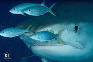 Cristina Zenato Instagram - Why are these fish always swimming in front of these predators 
Aren't they going to get eaten?
The answer is no, they are not. Should the shark enter a feeding mode towards a prey, the fish would swim out of the way, but when these fish swim in front of a predator, they receive protection in return for a bigger favor.
These fish produce water movement and sound in the same range as other fish of the same size and shape, like jacks or tuna, which are possible prey for certain species of sharks. 
The movement and sound produced by the smaller fish mask the one made by the shark, allowing the predator to approach the potential prey. When the prey detects the predator,  it might be too late to escape.
Image by @kewinlorenzen during our trip exploring the sharks around The Bahamas.
@isotta_underwater_housings