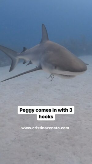 Cristina Zenato Instagram - Not one hook removal is like the other one; there are differences in where the hooks is lodged, how it pierce through the skin and which shark is carrying it.
When Peggy showed up with three hooks in one place I went to work to remove the most prominent one and also the trickiest that prevents access to the other two.
The hook had come through her cheek, showing both the point and the bard.
I decide the best way to remove it was to rotate it more forward and slide the eyelet through the open wound.
Being a new hook, the skin around the wound was still very tough and not infected, so after turning the hook, it took a couple of attempts to pull it out, but it finally gave in.
No matter how many times I witness this behavior, it is always so amazing that the shark keeps coming back allowing me to try over and over again; of course they can only stay for a few seconds, as nature tells them to run away from pain, but there is for sure a thought process of coming back to let me try numerous times.
Peggy is now completely hook free.
While working on her, a new one, we have not yet named, but seen before, showed up with a double hook and after a few dives and attempts she is also hook free, but that's for another story.
Video and support by the amazing @kewinlorenzen with  @isotta_underwater_housings @neptunic_com @waterproofinternational 
@peopleofthewater