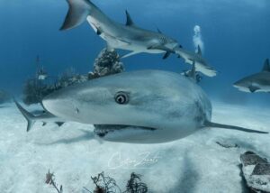 Cristina Zenato Instagram - It’s time to say goodbye.
I have waited for several months, but the truth is that I knew her time had come from the first few times she stopped showing up for the dive.
Grandma had been at the dive site for nearly 14 years, but considering Caribbean Reef sharks live an average of 15-19 years and only show up once they are young adults, I knew her time was coming.
Grandma had started to show the signs of aging, something I have seen way too many times. She was thin, with a gaunt look that one acquires towards the end of life. She was no longer interested in coming in and started to skip some days. 
Grandma is gone, but I still look into the blurred blue, hoping to see her swimming through. My relationship with them is a unique one. It’s one of love and hope and worry. It’s one of never closure because I never really know. It’s one that leaves a piece of my soul empty every time one goes and never comes back.
Image of Grandma, named after her light skin color, as gray as the hair of a grandma, and her very calm predisposition. Grandma had a blemish in her left eye and Periodontitis. 
@isotta_underwater_housings