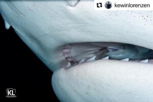 Cristina Zenato Instagram - Today I am reposting this incredible capture by @kewinlorenzen 

I saw the picture as soon as he took it but the more I look at it, the more it makes me think. 

👉 Of the many years passed diving and observing creatures, the behavior, and choice, of this remora is incredible on so many levels.
👉To find safety in the mouth of the world’s second largest predatory shark. 
👉to benefit not only from the protection but as a source of food while remaining safe
💯 Additionally, for me, as a perfect example of how sharks are not empty brains swimming around always looking to chomp down on something (like many still tell me that sharks are) but thinking creatures with have a role to play and a connection and interaction with the ecosystem they belong to. to find safety in the mouth of the world’s second largest predatory shark. 

👇Kewin’s original post
・・・
Who’s in there?
While taking macro images of the tiger sharks, I noticed this remora happily resting inside the mouth of Maria, one of the biggest tiger sharks on the site. 
Remoras are usually found hitch hiking on sharks, as they have a mutualism symbiotic relationship. The remora keeps the shark clean from parasites, dead skin, while feeding on food scraps from the tigers meals.
You can imagine my surprise when I saw the remora sitting comfortably inside and at a later time swimming outside and resuming a more traditional position. 

@isotta_underwater_housings @waterproofinternational @fourthelementdive