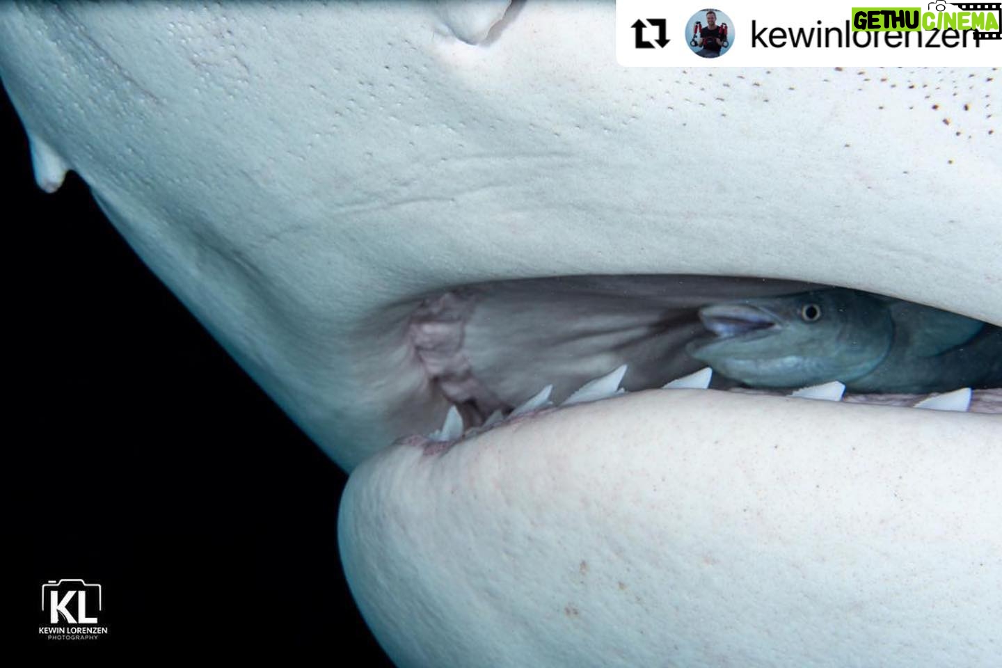 Cristina Zenato - 1.5K Likes - Today I am reposting this incredible capture by @kewinlorenzen
I saw the picture as soon as he took it but the more I look at it, the more it makes me think.
👉 Of the many years passed diving and observing creatures, the behavior, and choice, of this remora is incredible on so many levels.
👉To find safety in the mouth of the world’s second largest predatory shark.
👉to benefit not only from the protection but as a source of food while remaining safe
💯 Additionally, for me, as a perfect example of how sharks are not empty brains swimming around always looking to chomp down on something (like many still tell me that sharks are) but thinking creatures with have a role to play and a connection and interaction with the ecosystem they belong to. to find safety in the mouth of the world’s second largest predatory shark.
👇Kewin’s original post
・・・
Who’s in there?
While taking macro images of the tiger sharks, I noticed this remora happily resting inside the mouth of Maria, one of the biggest tiger sharks on the site.
Remoras are usually found hitch hiking on sharks, as they have a mutualism symbiotic relationship. The remora keeps the shark clean from parasites, dead skin, while feeding on food scraps from the tigers meals.
You can imagine my surprise when I saw the remora sitting comfortably inside and at a later time swimming outside and resuming a more traditional position.
@isotta_underwater_housings @waterproofinternational @fourthelementdive