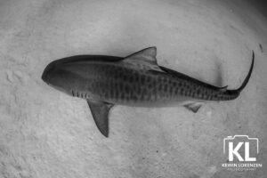 Cristina Zenato Instagram - Let's talk Tiger Sharks.
I have received so many questions about these incredibly fascinating yet often maligned creatures, I decided to share a few facts.

They get their name from the characteristic vertical bars covering the sides of their body. Though very noticeable in juveniles, these stripes fade once they reach adulthood.
 
They can reach up to 18 feet (5.5 m) in length and 2000 pounds (1 ton) in weight. They are the fourth largest shark (behind the whale, basking, and great white sharks) and the second largest predatory shark.
They live 30  years. 

Their diet is one of the most diverse, including fish and invertebrates, seabirds, sea turtles, marine mammals, rays, smaller sharks, sea snakes, and scavenged dead animals. Depending on the area, they specialize in one type of prey; for example, in The Bahamas, a big part of their diet consists of turtles. 

Tiger sharks mate via internal fertilization (males have two organs known as claspers) and are ovoviparous. That means the embryos develop inside individual eggs inside the uterus until they hatch. Then, the mother gives birth to live juveniles. On average, she gives birth to 30 to 35 young.
Like all other shark species, once sharks are born, they have no parental care and are left to fend for themselves. 
While adult tiger sharks have no natural predators,  juveniles may be eaten by other sharks, including adult tiger sharks. Juveniles and adults live in slightly different habitats for this and other reasons. The juveniles live in more protected and shallow areas, while the adults live in the open ocean and coral reefs.
The current status of the tiger shark is "near threatened" with extinction. 

Beautiful image by @kewinlorenzen on our November Tiger Beach

Join us for these special trips, max six guests.
We only have a few spots left for 2024 and 2025.
2024 at $5714 per person
January 16-26 one male spot left
March 1-11 one female and one male spots left (separate cabins)
November 17-27 (fully booked)
For 2025 at $5924 per person
January 22 -February 1, two spots (1 cabin)
February 4th - 14th (fully booked)
November 14th - 24th(fully booked)
For more details contact info@cristinazenato.com