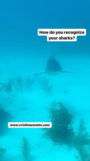 Cristina Zenato Instagram - I often receive different questions about the shiver of Caribbean Reef sharks I work with.
👉some answers 👇
1. We name the sharks after a repeated recorded presence of at least six months on the site
2. We wait to see which markings stay and do not disappear in the time the new shark keeps coming back; we usually pick three to four different markings to first ID the shark, then keep the one that remains
3. Yes they are all mostly girls; males occasionally show up when injured, sick or during mating season
4. The girls show up when sexually mature, at about 3ft long
5. In Caribbean Reef sexual maturity is by size not age
6. We record them with video and ID images, measure them and keep a data base
6. We also keep a log of each sighting each time 
7. The name is decided based on the markings to make the ID fast and the connection between a person seeing them and recognizing them immediately
8. A name reflects a marking, sometimes together with a personal trait.
9. They are individuals, they act and think differently and with each one the relationship is slightly different 
10. The longest recorded presence has been 14 years; they live an average of 15-18 years. 
@neptunic_com  @scubapro @waterproofinternational