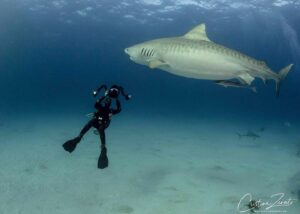 Cristina Zenato Instagram - "Sharks are not killing machines; they are animals, breathing, thinking, and useful creatures worth our attention. Kindly leave the 1970s and join us in the 21st century!"

It's the pinned tweet on my account, and yet, after posting this image, I received the following comments:
"Chomp chomp - that is a foreboding breed!"
"Fish and fish food. Got it." 
The sad part is that the second comment comes from the account self-described as 
-An unofficial team of scientists & activists in & around Yellowstone. Posting photos, ideas, and solutions, because we can change the world together.- 
followed by their pinned post, "Signing off tonight with this reminder
"They are living, thinking, feeling beings
And they deserve our respect, even if we haven't earned theirs.
One love"
Yet even this community cannot disconnect from the incorrect perception of sharks and cannot see them as they ask us to see other creatures.
Their comment is a basic example of the battle we are still fighting; environmentalists and scientists are scared by an image of a diver taking a picture of a fish. They are not seeing the image in their minds; they are seeing what they want to believe instead of what is in front of them. 
We have a lot more work to do. 

This is an image of @kewinlorenzen taking a picture of Maria, tiger shark, as she swims over his head during our recent liveaboard trip to encounter, learn about, and understand more sharks. 

Join us on board @shark_explorers with only a few spots left for 2024 and 2025.
2024 at $5714 per person
January 16-26 one male spot left
March 1-11 one female and one male spots left (separate cabins)
November 17-27 (fully booked)
For 2025 at $5924 per person
January 22 -February 1,  two spots (1 cabin)
February 4th - 14th (fully booked)
November 14th - 24th(fully booked)
For more details contact info@cristinazenato.com

With @isotta_underwater_housings @waterproofinternational