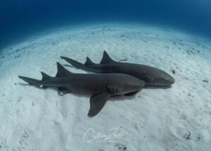 Cristina Zenato Instagram - Nurse sharks are “docile” NO! 👇Please read below to understand better sharks and their natural behavior.
It is common to hear sharks labeled as more aggressive or docile, especially nurse sharks. 
The definition of docile is ready to accept control or instruction; submissive.
Neither of those descriptions is correct for a nurse shark or any other shark.
The nurse shark’s nature is different from that of tiger sharks or great hammerheads, as much as it differs from whale and basking sharks; these last two species are occasionally referred to as docile.
These animals have specific lives and feedings that might make them less intense when encountering them in the ocean. However, it is a colossal mistake to consider them as possible to control and be submissive. As a matter of perfect example of these misinterpretations, nurse sharks are responsible for quite a large number of bites on humans because of the carelessness of the humans in interacting with them, including divers or snorkelers pulling on their tails while they are resting under a coral head. 
No animal is aggressive or docile; they present different behaviors based on how they live, feed, and hunt and other variables, from weather to visibility and temperature.
Nurse sharks deserve as much attention and respect as the bigger sharks. 
With my work, I attempt to educate that “one size does not fit all,” that species are different, and that within the species, individuals are unique. It’s time we speak about sharks from their point of view and not from our human interpretation (anthropomorphism is the attribution of human characteristics or behavior to an animal or even object.)
Image by me of two nurse sharks resting on the ocean floor during our recent liveaboard trip around the Northern Bahamas to learn about sharks, behaviors, and how to be in the water with them safely. 
@isotta_underwater_housings @waterproofinternational @scubapro @fourthelementdive