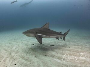 Cristina Zenato Instagram - I watched for the 1000s time these different species of sharks, some considered “dangerous” or even “aggressive,” a word I do not like to use to describe animals, sharing their space with our small group of divers during our liveaboard experience. 
Although I have been here many times before, I have seen all of this unfolding over and over; my brain could not stop going back to the negative push that sometimes organized shark dives receive, mainly from those who have never been on one and do not understand sharks and their behavior.
I watched Tiger sharks mixing with Bulls, Lemons, and the Caribbean, all cruising in front, around, and behind each other and our divers, and once again wished that everyone could watch this, realize the reality of sharing the space with sharks, and how with knowledge and understanding it is possible to learn more, love more and ultimately protect more. 
Images taken by me yesterday during one dive:
Bull Shark, Carcharhinus leucas
Lemon Shark, Negaprion brevirostris
Tiger Shark, Galeocerdo cuvier
Tiger sharks swimming over divers
Lemon shark resting in between divers 
With @kewinlorenzen on board @shark_explorers for our liveaboard trip to learn more about the sharks in The Bahamas. 
@isotta_underwater_housings @waterproofinternational @scubapro @fourthelementdive