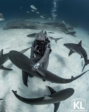 Cristina Zenato Instagram - "Redirect The Shark!"
I want to review this concept as it is diluted within the flurry of social media posts.
I am a great advocate for sharks and our understanding of their world and behavior. To do this, we need to consider sharks by species, location, and behaviors, understand if they are used to human presence, and then adapt to them. No one formula works for all, it’s what I call “One Size Does Not Fit All.”
If we see a shark approaching, for the most part, we will be okay. The sharks that might pose a risk to a swimmer or diver are traditionally ambush hunters, and they are called like that because they ambush.
While we are so used to seeing sharks languidly swimming around divers, we need to remember that a shark in a more active mode can move at the speed of lightning. It is so fast, so sudden, that our "redirect" won't mean anything.
When I introduce my students to the dive with our particular group of Caribbean Reef, I instruct them to let the sharks come in and to keep relaxed and still so they will come closer. We can do that because we know them, and they know us. 
This behavior might not be ideal in other cases and species. We might want to be more alert and present, less "quiet" to indicate to the animal that we are aware of them and simply asking to share their space. 
The worry I have about the "redirecting" is that it does not explain and disclose that these sharks are used to human presence; they are not in an active mode and are simply coming closer to a human because humans have conditioned them to do so. There is nothing wrong with conditioning in itself when it is in a known, specific area, i.e., Tiger Beach, but a shark not used to that interaction won't approach that way. Redirecting is not a solution; sharks generally avoid divers and humans.
I am worried that this trend may cause a false sense of security when, in fact, the best security is learning about sharks as a species, but also as location, as behavior, and how to best enter their world and sometimes, only sometimes, how to decide to stay out of it. 

Learn more https://cristinazenato.com/courses/ 
📸 @kewinlorenzen with @isotta_underwater_housings @neptunic_com