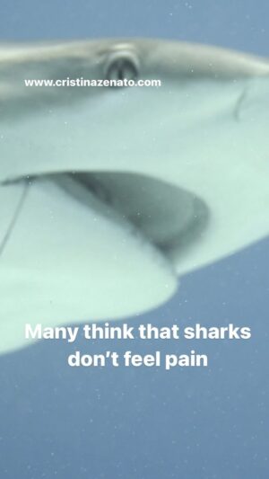 Cristina Zenato Instagram - “It all started as an act of love towards the sharks I knew; seeing them suffer made me want to help them by removing the hooks they showed up with. Little did I know it would inspire people to want to help sharks all around me and start a conversation about how vulnerable sharks are from the presence of humans. 
Each hook and each shark in turn became ambassadors for the voiceless ones, they raise awareness towards the plight of sharks that are invisible to our attention and mostly our care. 
It’s a small hook that started a big conversation on how shark conservation goes beyond the hook itself and enters the world of food choices, legislation, land (yes land) development and consumerism. 
For each hook removed there is the hope for a better understanding that as individuals we have the power to change the world around us. 
Words by Cristina Zenato
Video by @kewinlorenzen of @cristinazenato 

@isotta_underwater_housings @waterproofinternational @fourthelementdive @neptunic_com