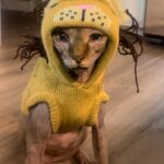 Cristina Valenzuela Instagram - ✌🏽 🐈‍⬛ 🐈