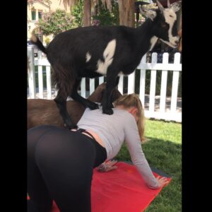 Cynthia Kirchner Instagram - Goat Yoga🧘‍♀️🐐 @yogoatla #YoGoatLa