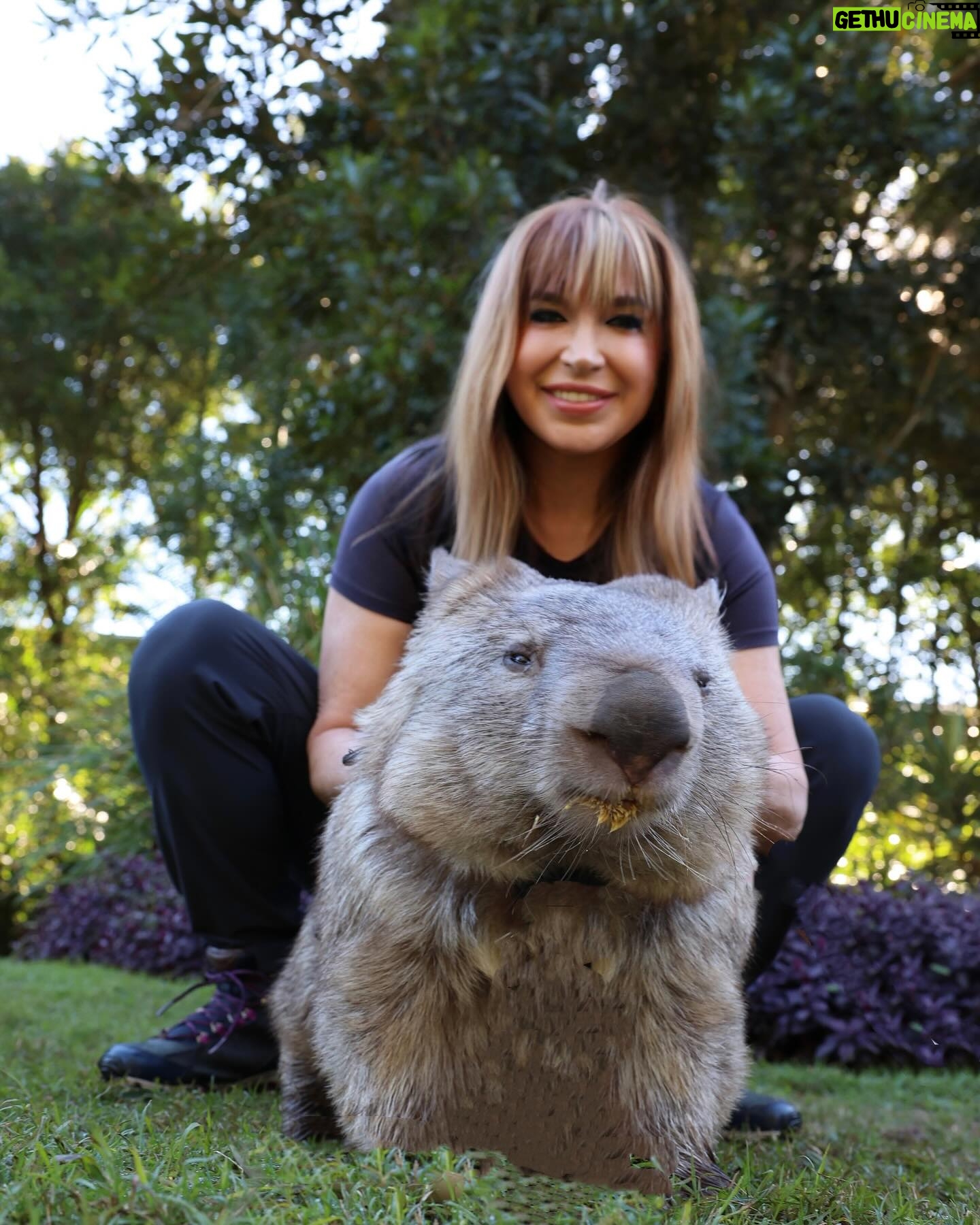 Cynthia Rothrock - 2K Likes - Wombat time #wombats #australiazoo #cynthiarothrock #ladydragon #blackcreekmovie #wildlife